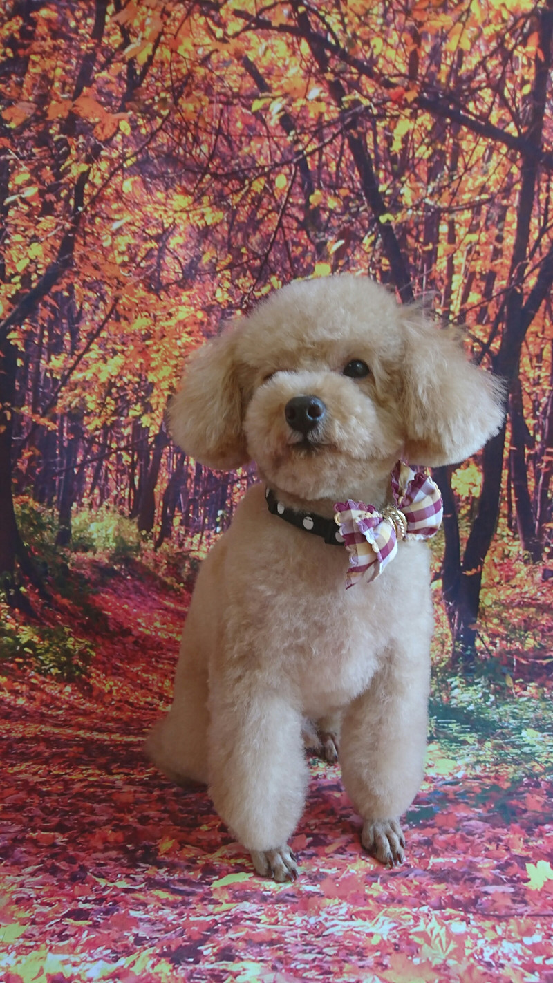 プードルのティムちゃん トリミングコース