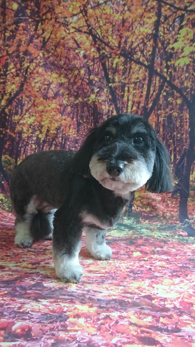 ダックス×プードルのモモちゃん トリミングコース