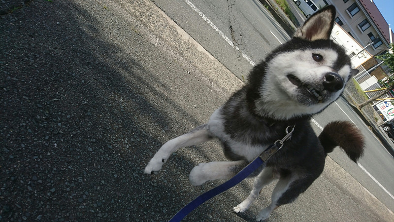 柴のはやてちゃん お泊まりの様子
