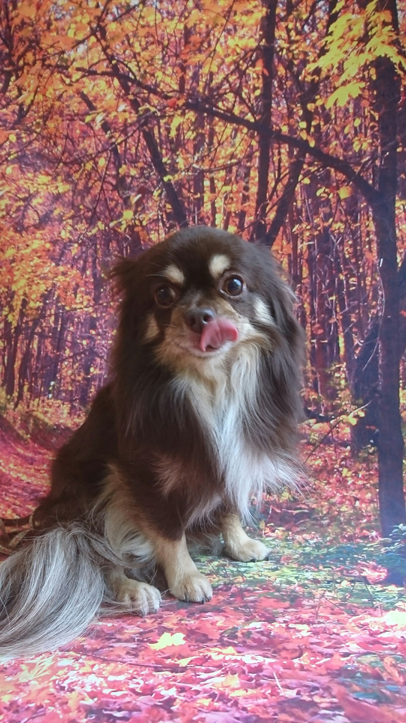 チワワのチョコちゃん グルーミングコース