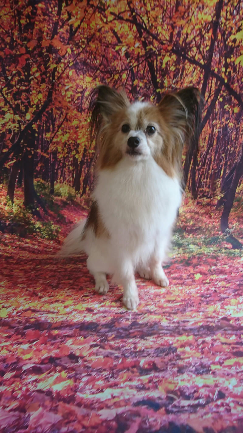 パピヨンのミルクちゃん グルーミングコース お尻のカット