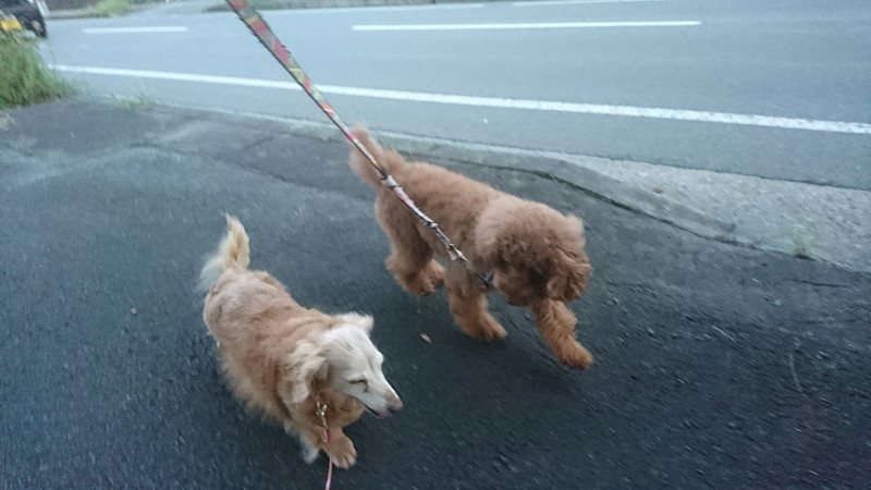 プードルのメイプルちゃん お泊まりの様子