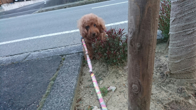 プードルのメイプルちゃん お泊まりの様子