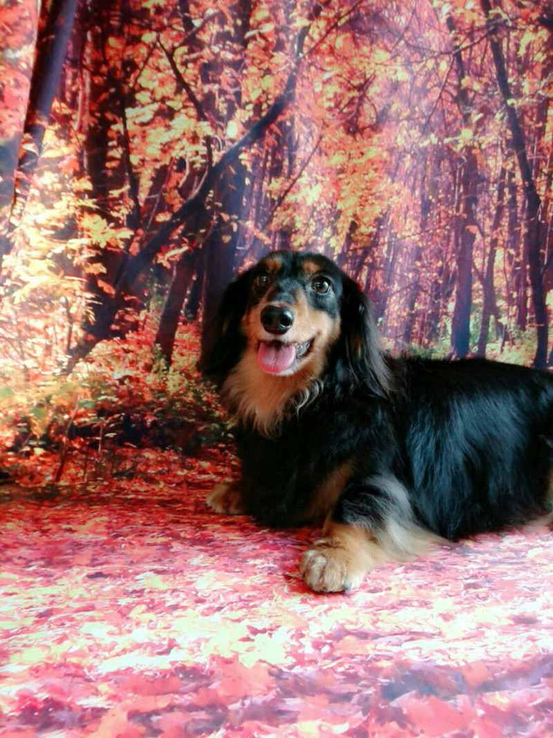 ダックスのヤマトちゃん&ケントちゃん グルーミングコース