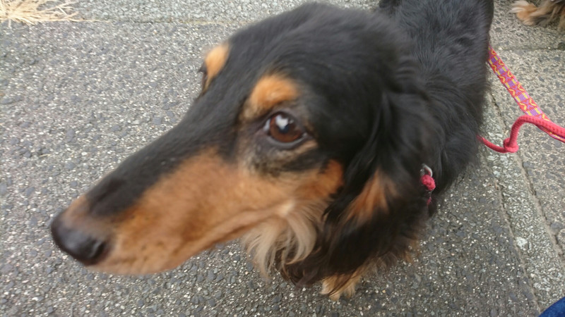 ダックスのヤマトちゃん&ケントちゃん お泊まりの様子