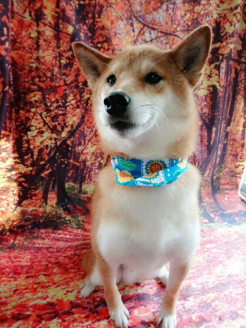 コーギーのソラちゃん&柴の義経ちゃん グルーミングコース