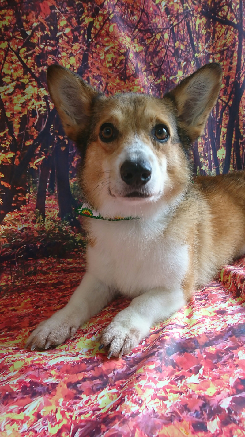 コーギーのソラちゃん&柴の義経ちゃん グルーミングコース