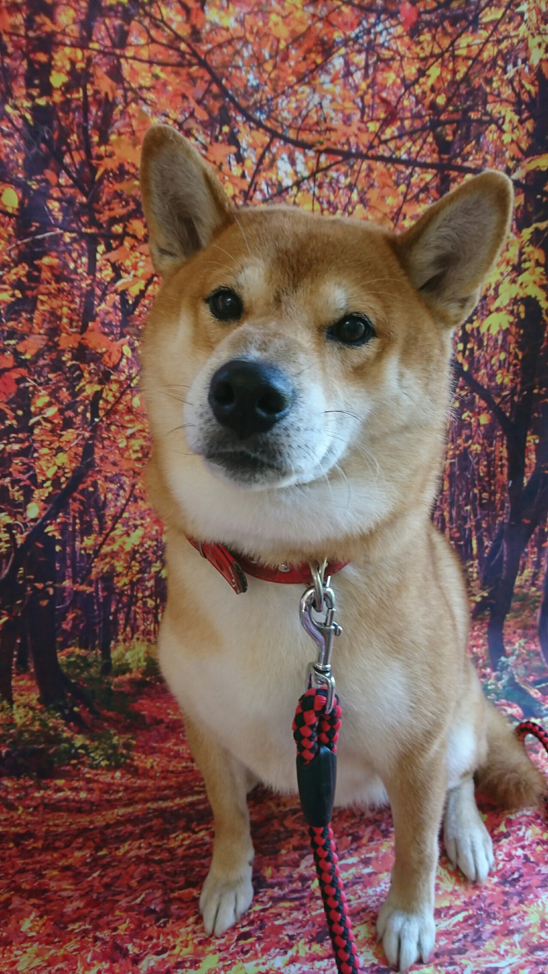 柴のコロンブスちゃん グルーミングコース