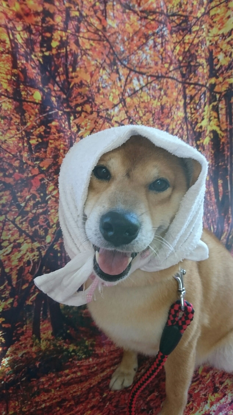 柴のコロンブスちゃん グルーミングコース