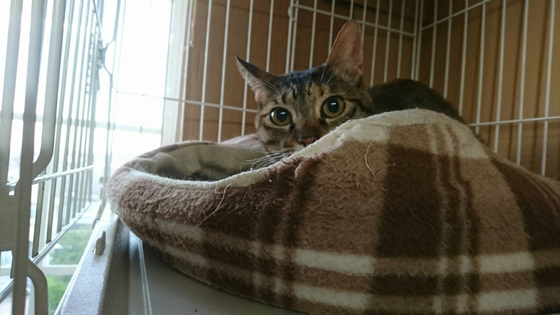 狆の小梅ちゃん&猫のそばちゃん&しおちゃん お泊まりの様子