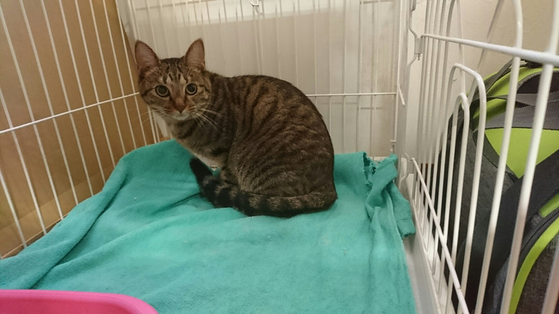 狆の小梅ちゃん&猫のそばちゃん&しおちゃん お泊まりの様子