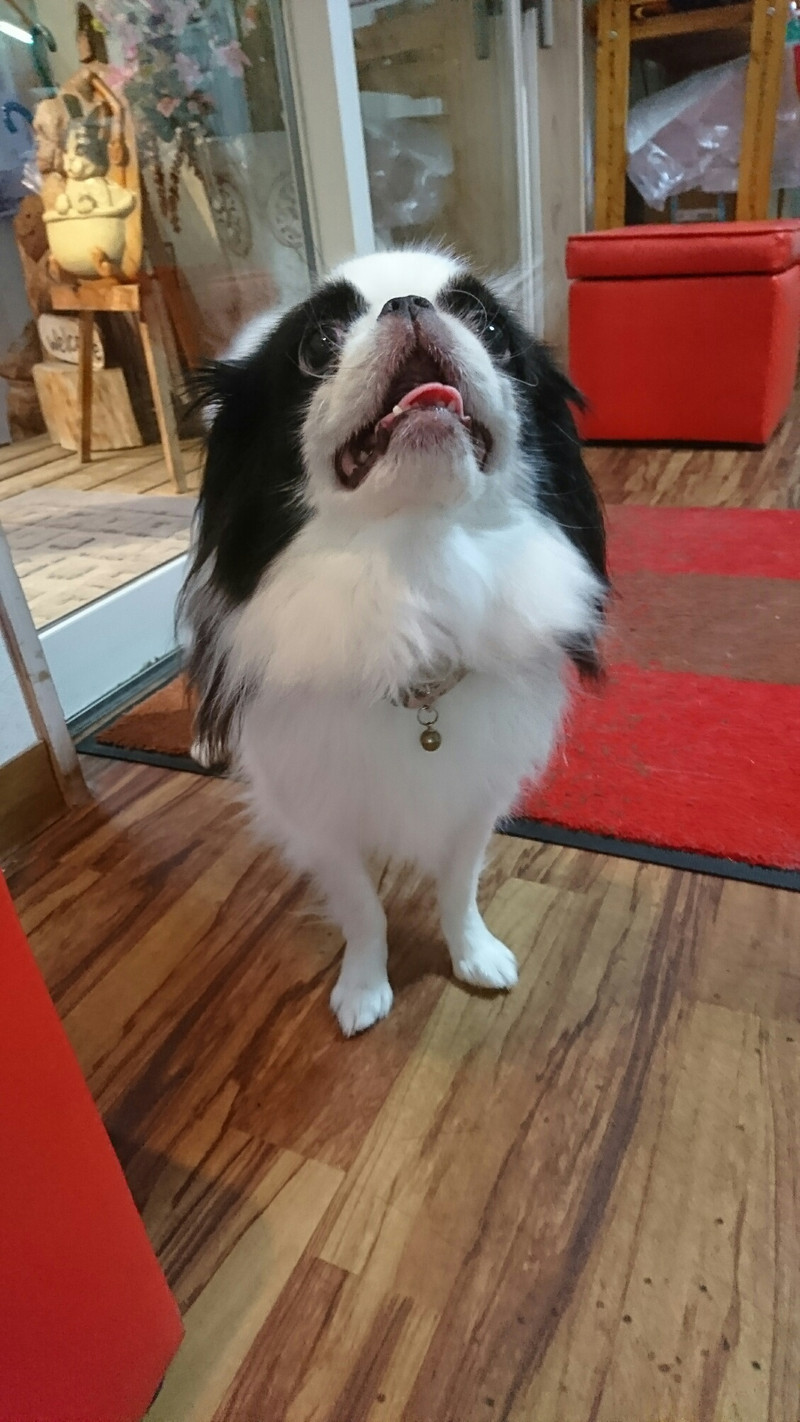 狆の小梅ちゃん&猫のそばちゃん&しおちゃん お泊まりの様子