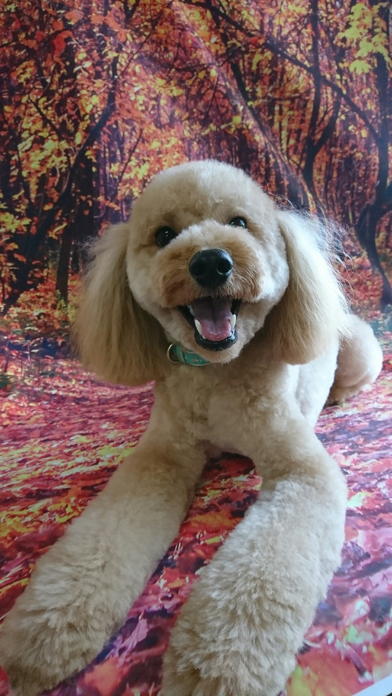 プードルのフクちゃん トリミングコース