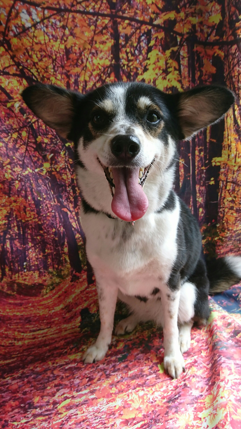 mixのリーフちゃん シャンプーコース お爪切り