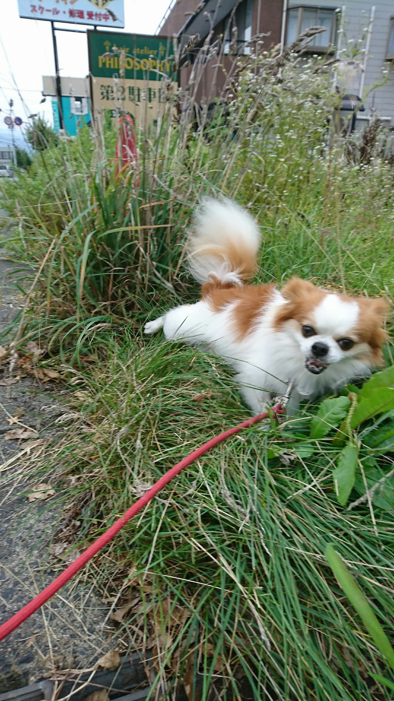 mixのちゃっぴぃちゃん お泊まりの様子