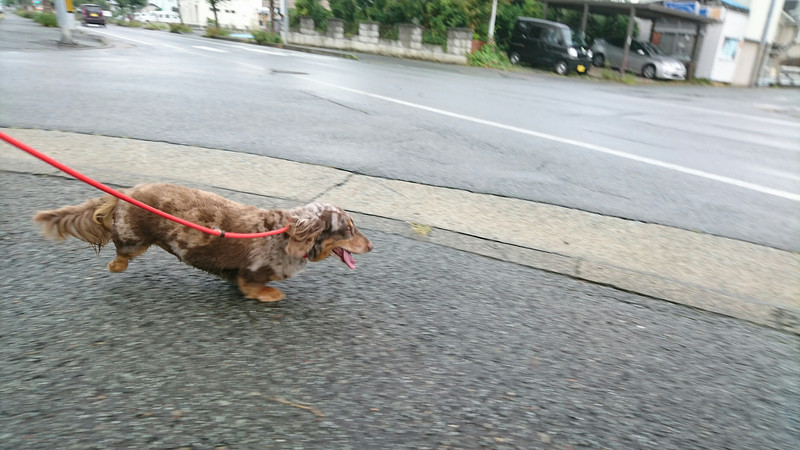 ダックスのれんちゃん お泊まりの様子