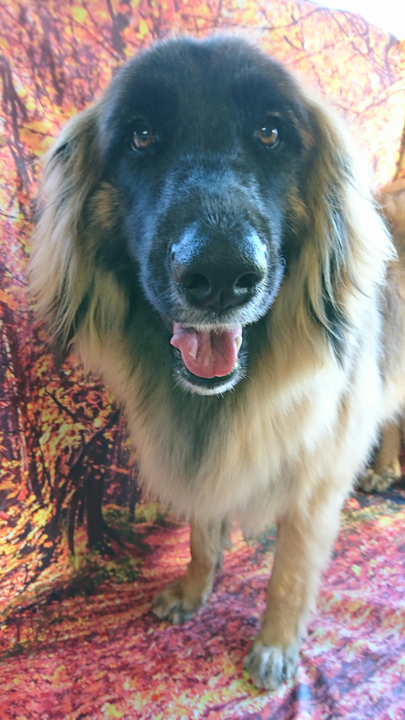 レオンベルガーの妃ちゃん グルーミングコース