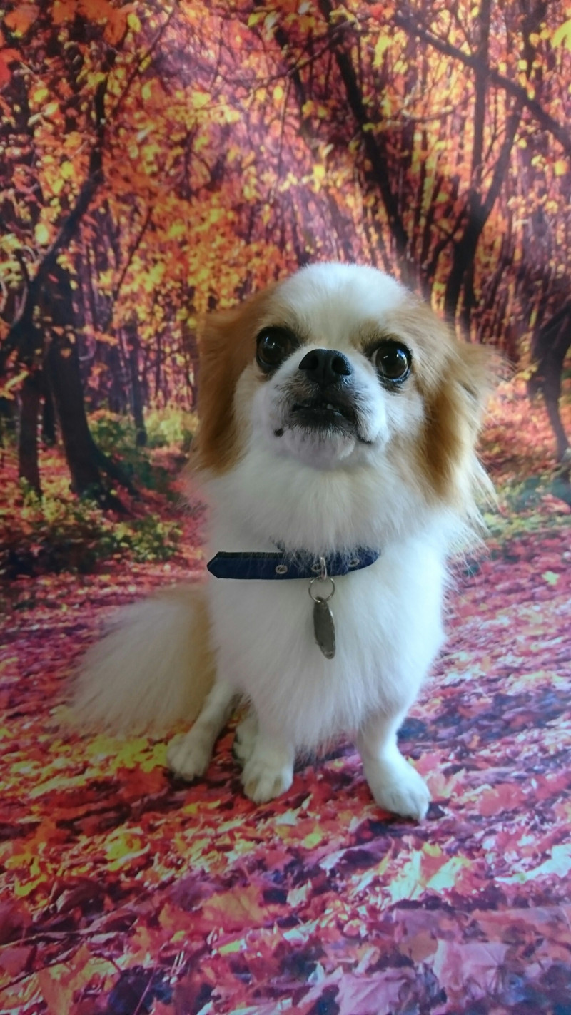 mixのちゃっぴぃちゃん グルーミングコース 部分カット