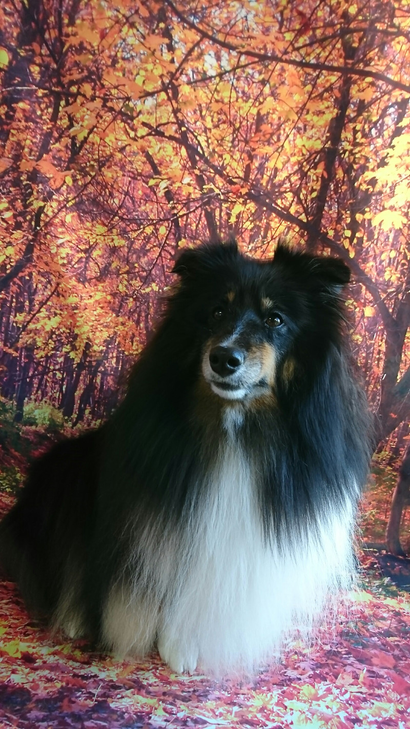 シェルティのロビンちゃん グルーミングコース 炭酸泉