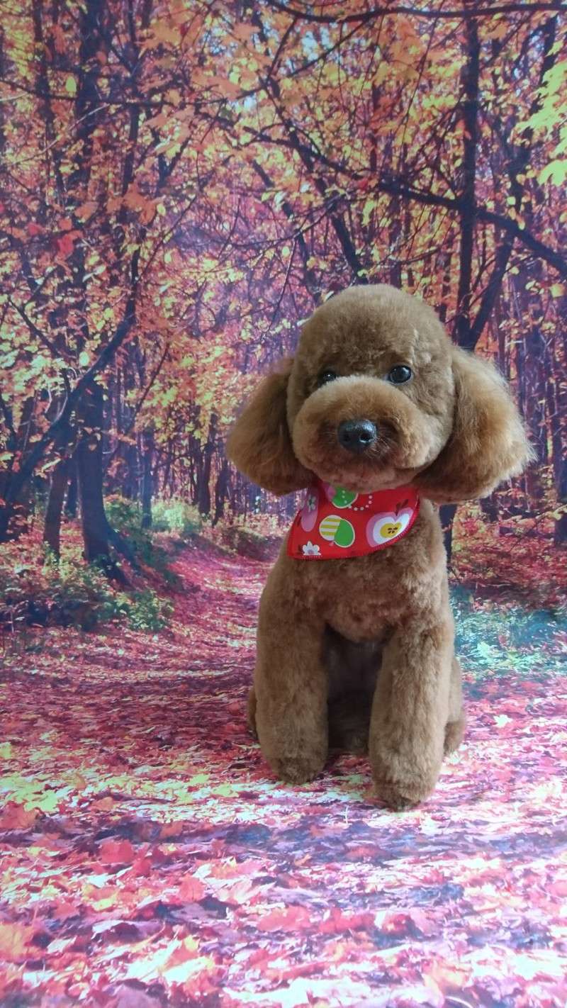 プードルのあずきちゃん トリミングコース