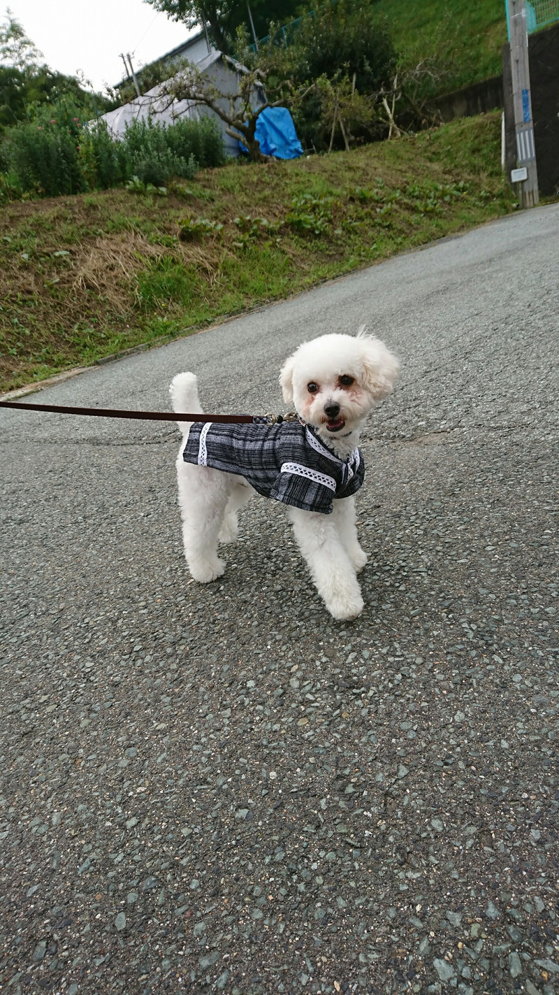 プードルの白玉ちゃん お泊まりの様子