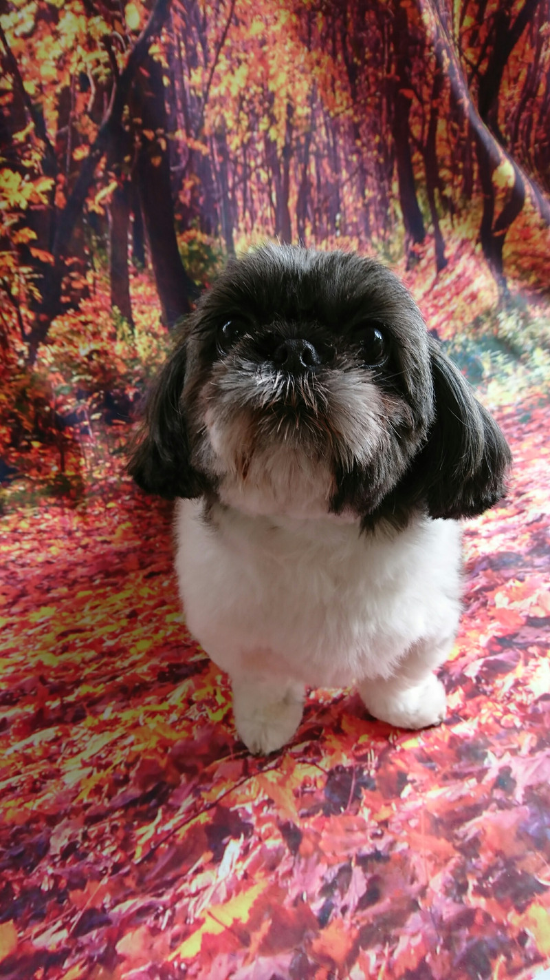 シーズーのナナちゃん グルーミングコース