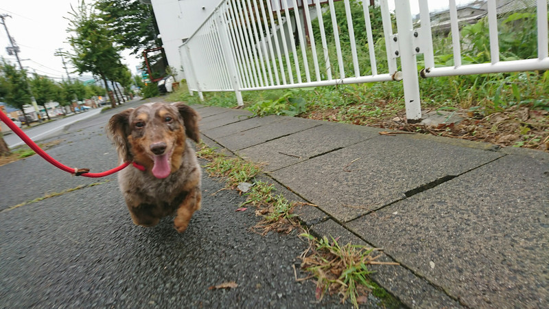 ダックスのれんちゃん お泊まりの様子