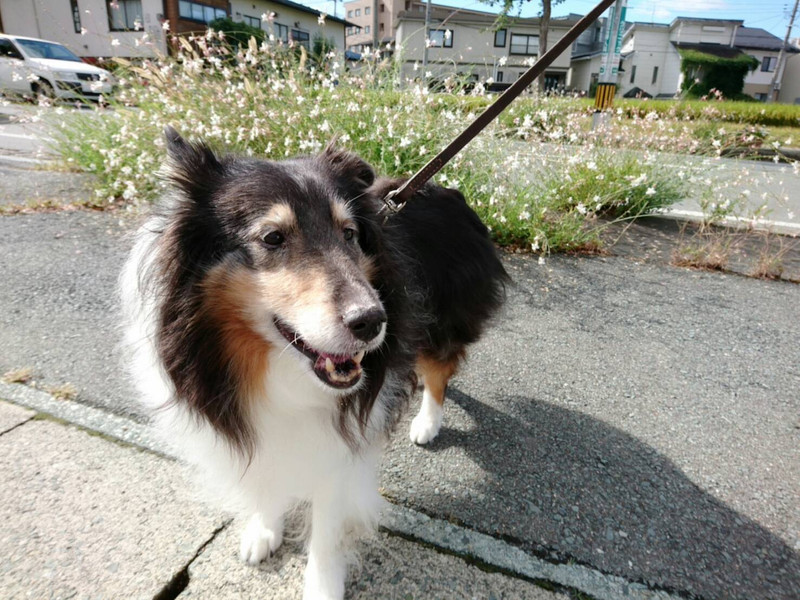 シェルティのシフォンちゃん お泊まりの様子
