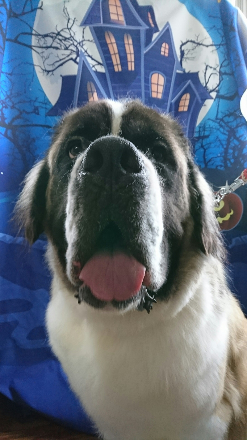 セントバーナードのトトロちゃん グルーミングコース