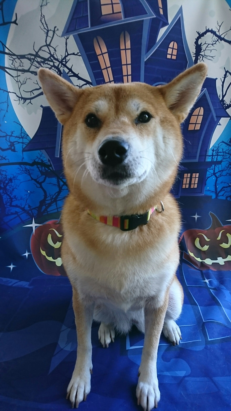 柴のモモちゃん グルーミングコース 炭酸泉