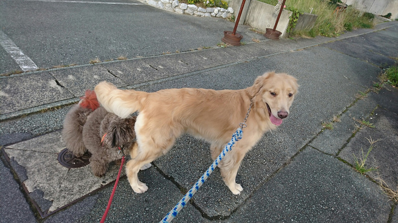 ゴールデンのアビーちゃん お泊まりの様子