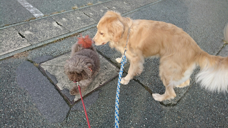 ゴールデンのアビーちゃん お泊まりの様子