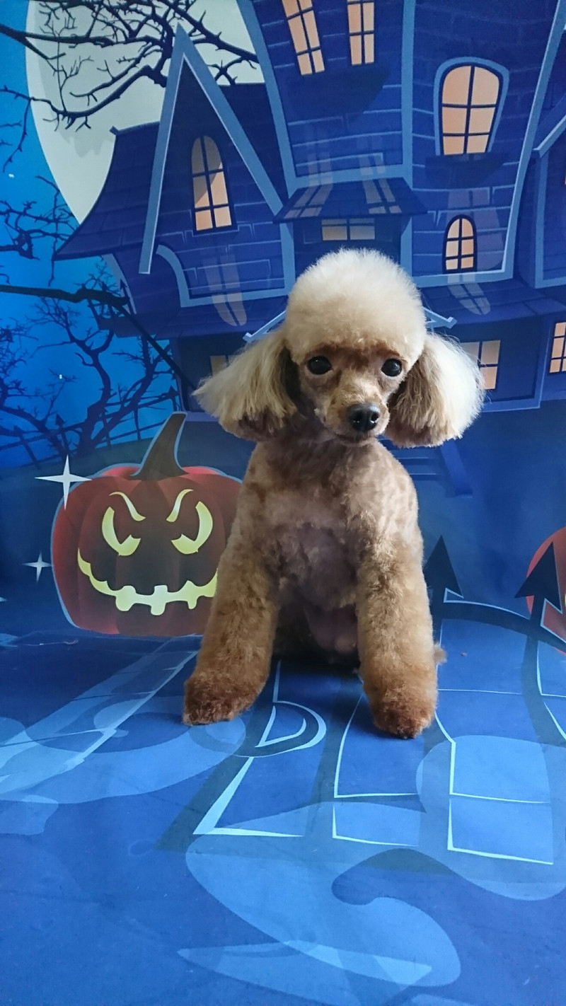 プードルのメルちゃん&モコちゃん トリミングコース