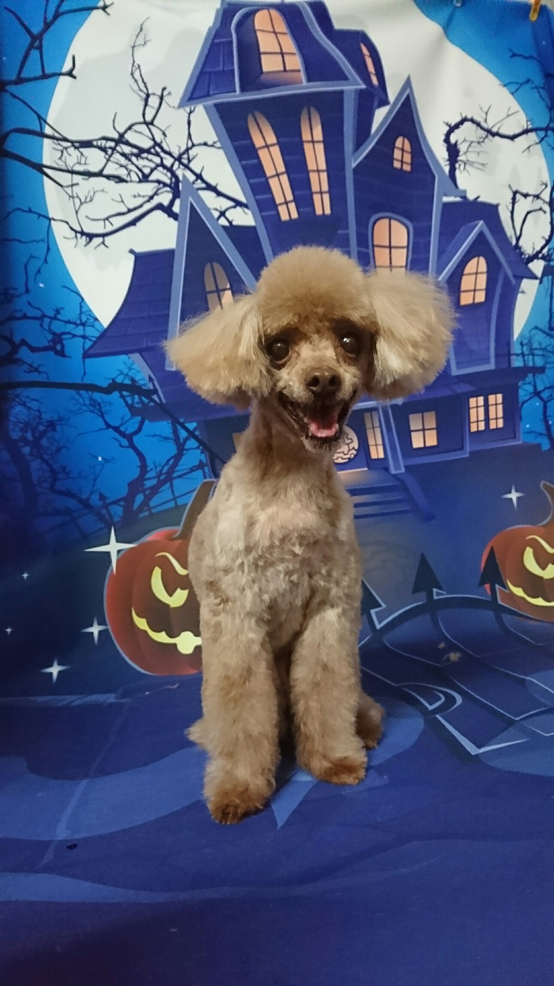 プードルのメルちゃん&モコちゃん トリミングコース