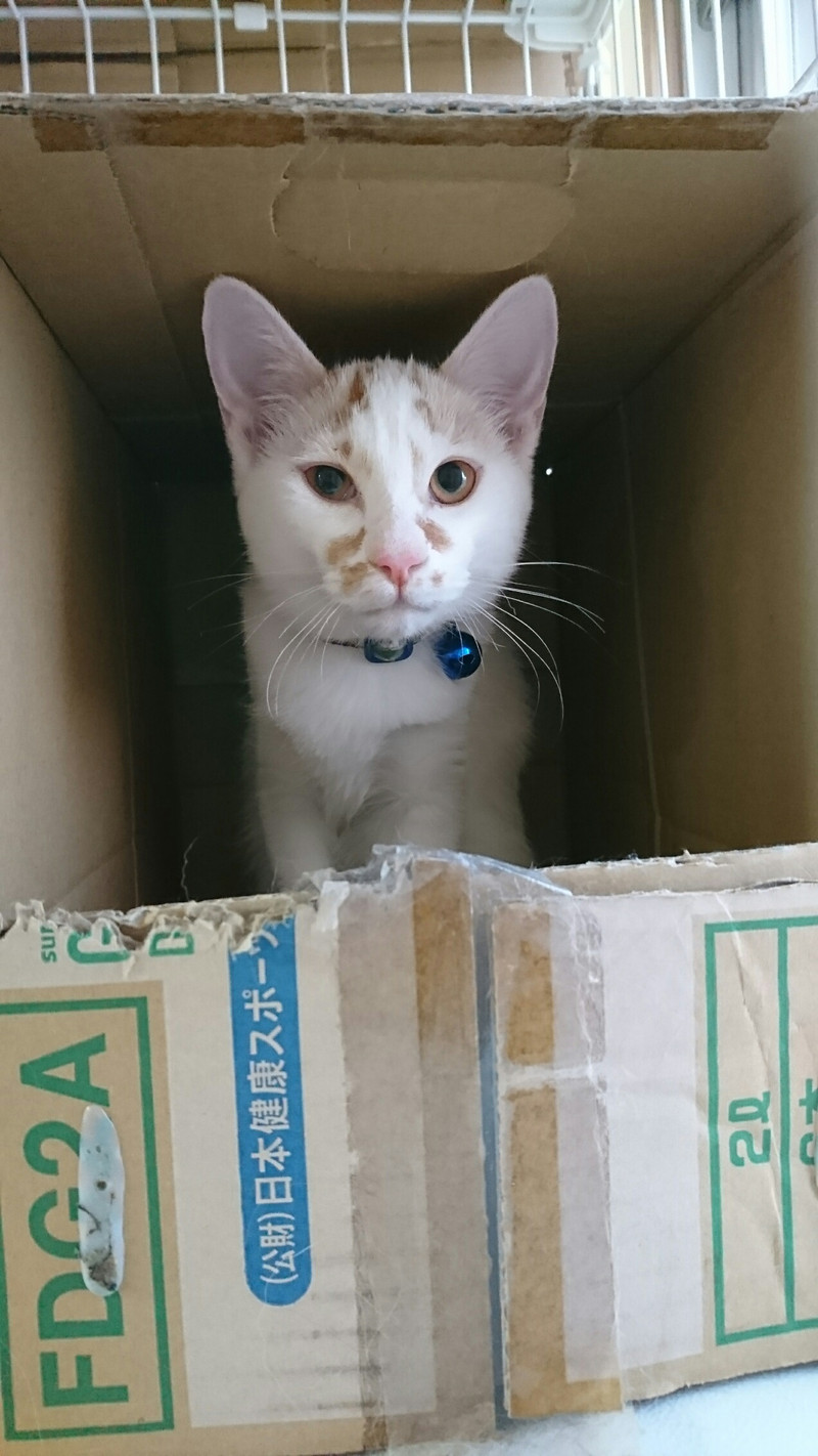 猫のさくらちゃん&フクちゃん お泊まりの様子