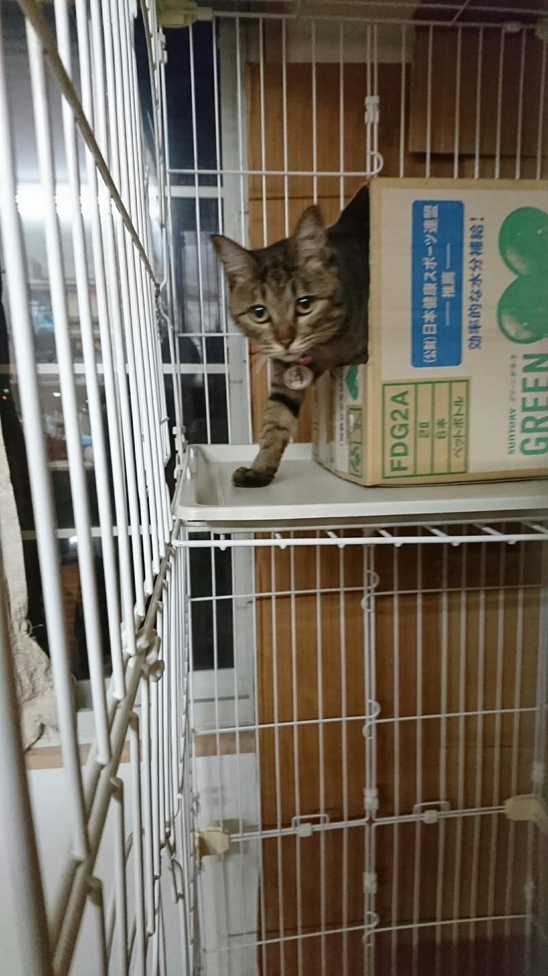 猫のさくらちゃん&フクちゃん お泊まりの様子