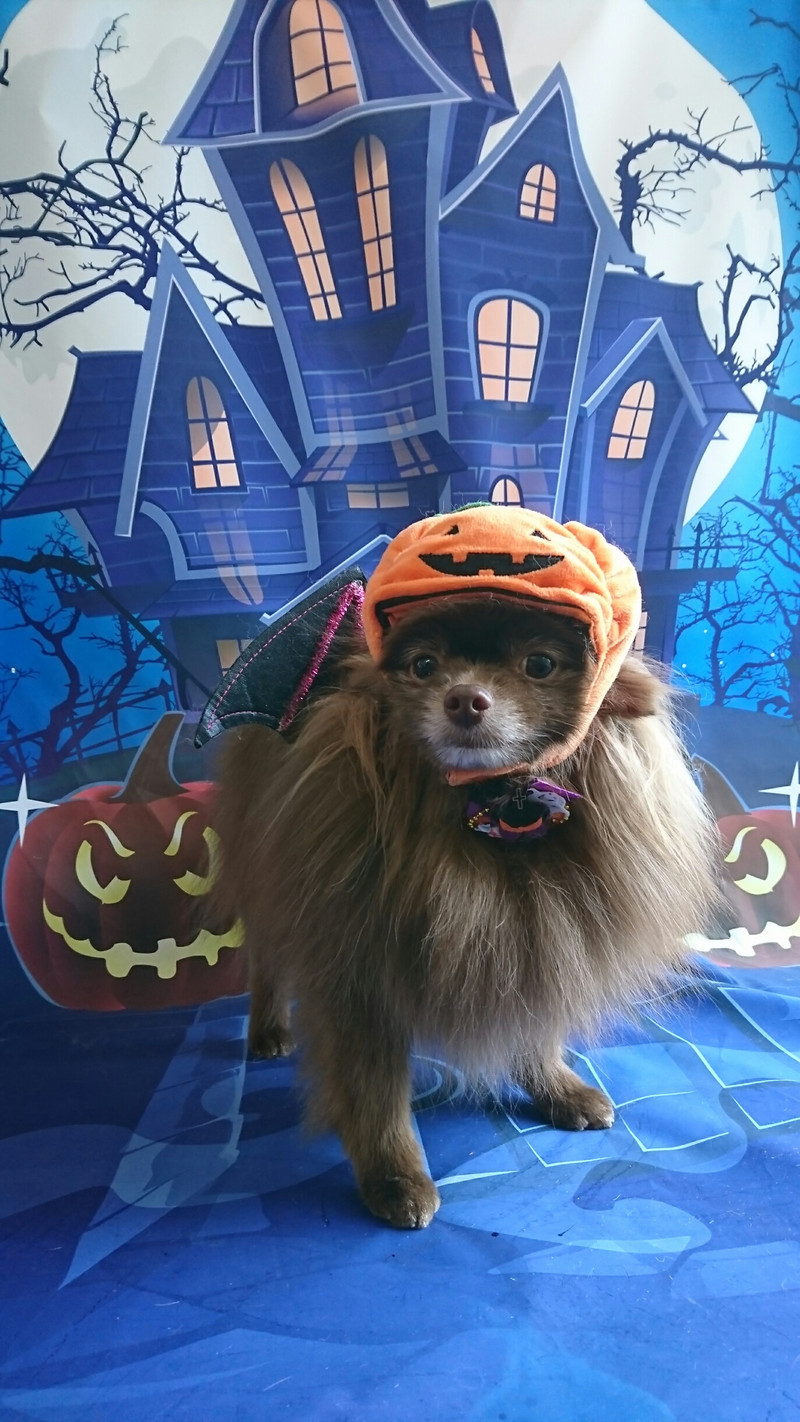 ポメラニアンのくりちゃん&くるちゃん グルーミングコース 部分カット