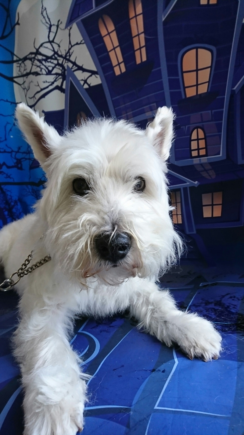 ウェスティのチロちゃん グルーミングコース 部分カット