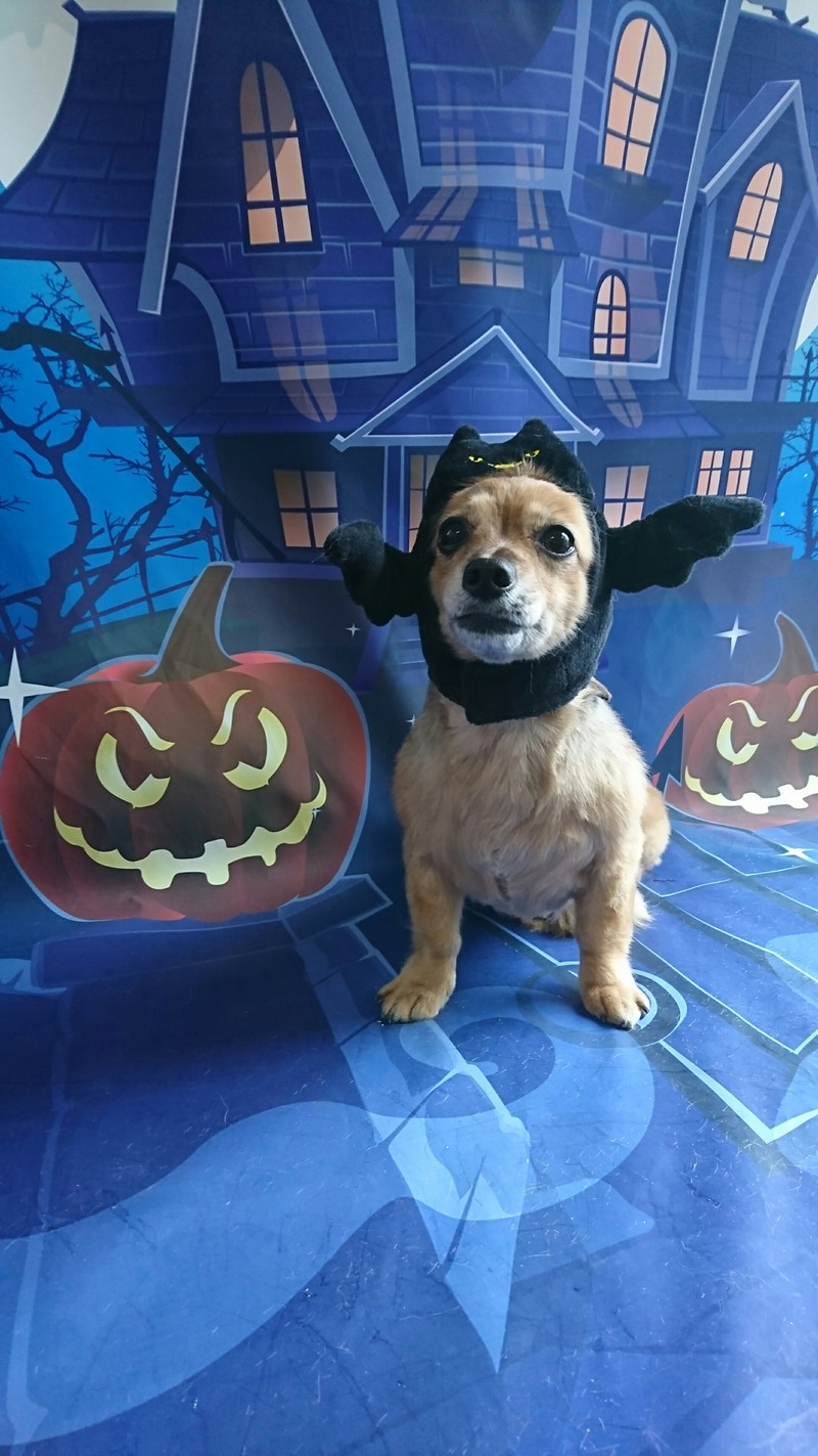 チワワ×ダックスのうなぎちゃん トリミングコース