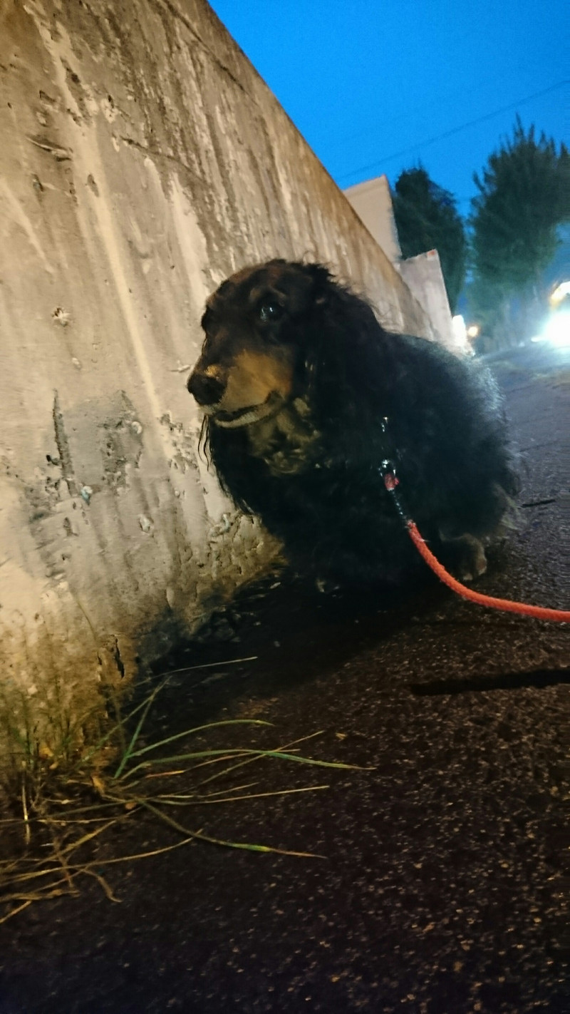 ダックスのシンちゃん お泊まりの様子