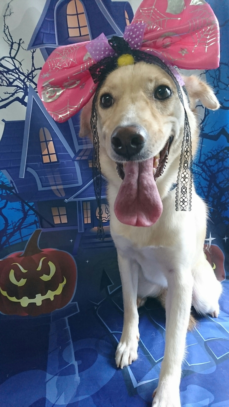 MIXのまるちゃん グルーミングコース