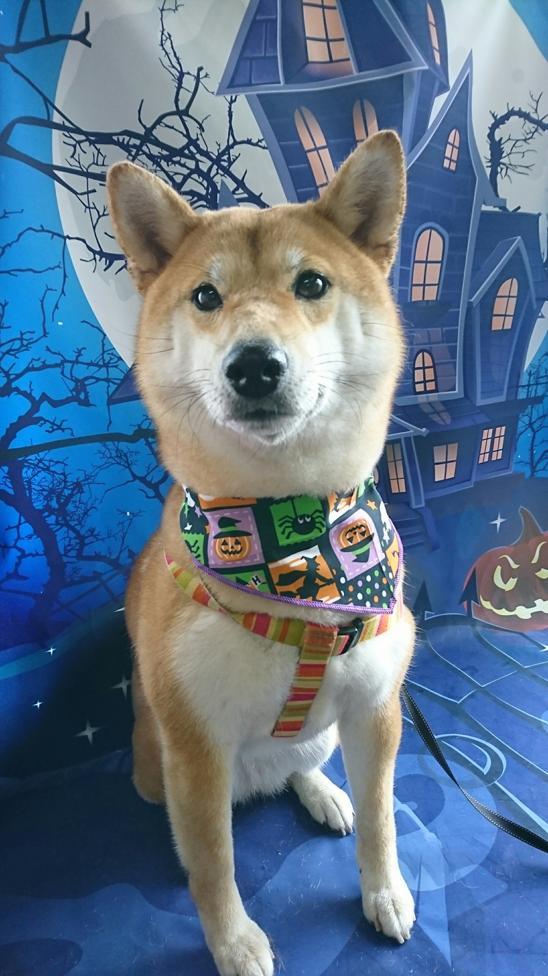 柴のりんちゃん グルーミングコース 部分カット