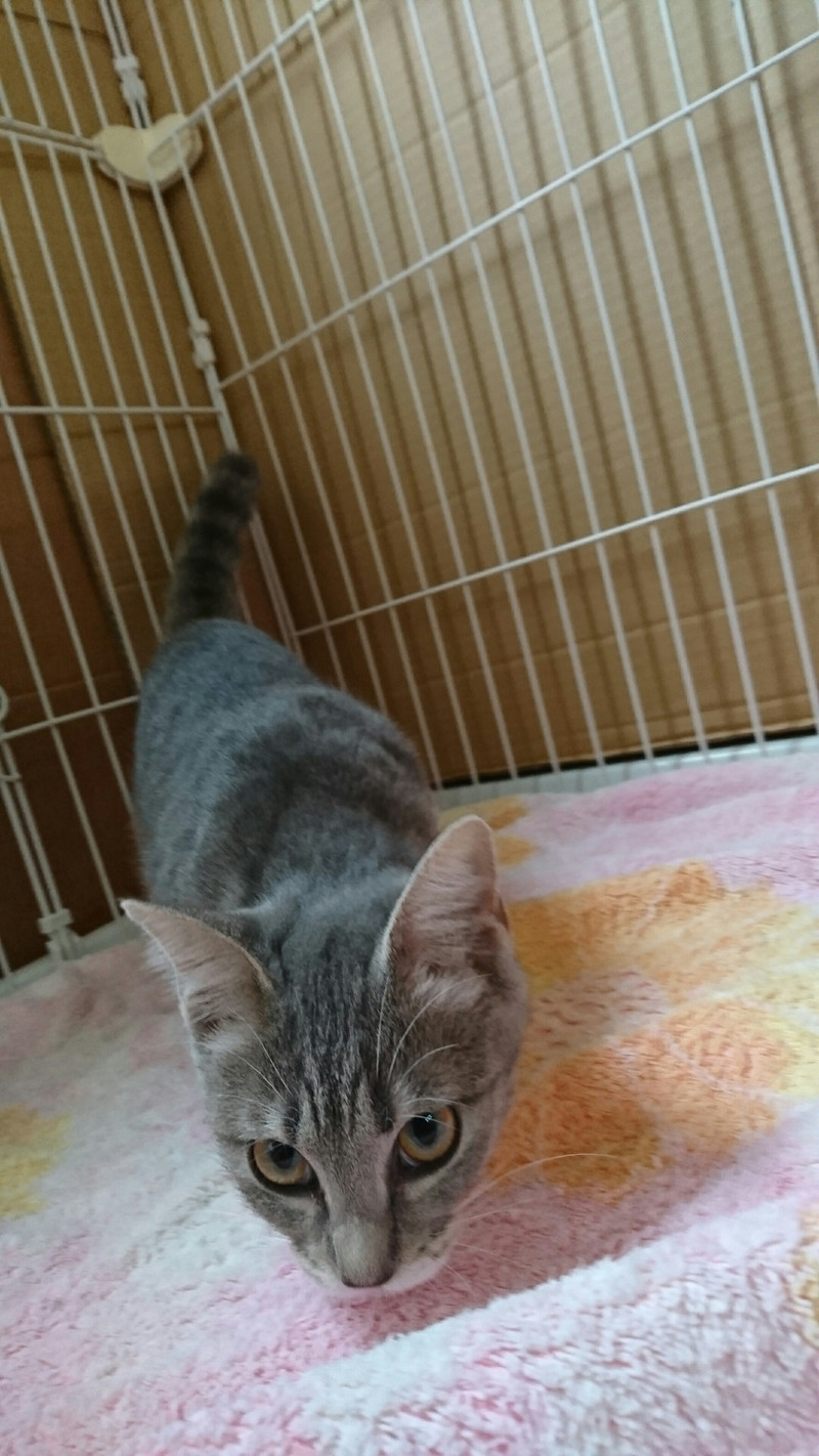 猫のヒナちゃん お泊まりの様子