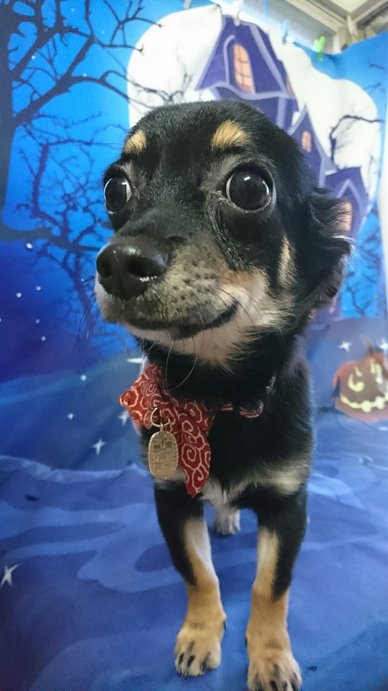 チワワの茶助ちゃん&太郎ちゃん お爪切り 足裏カット