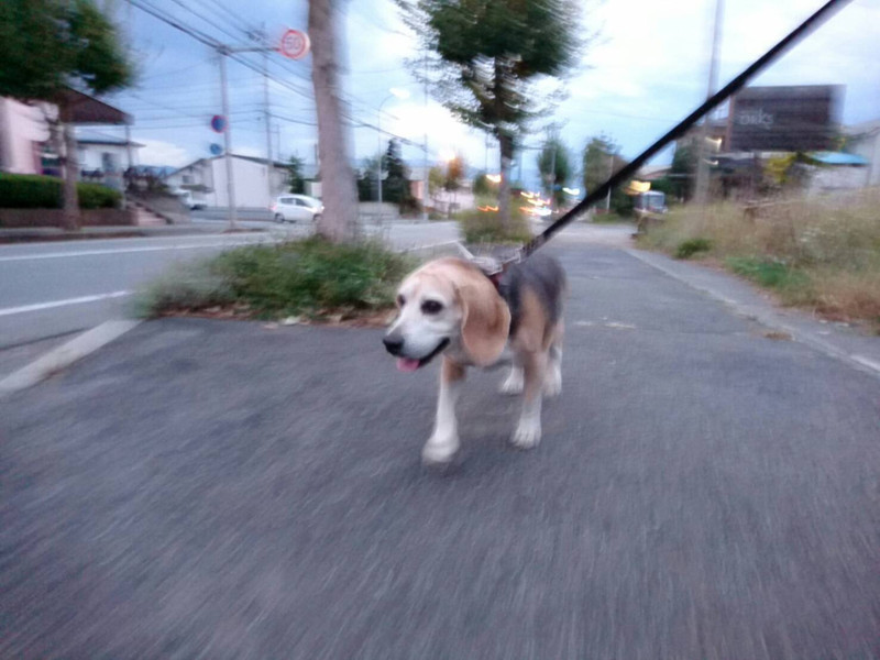 ビーグルのレオちゃん お泊まりの様子