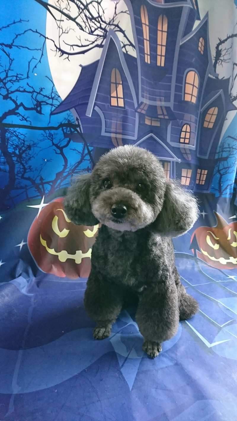 プードルのすずちゃん トリミングコース