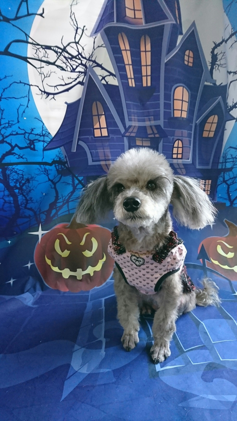 MIXのルナちゃん トリミングコース