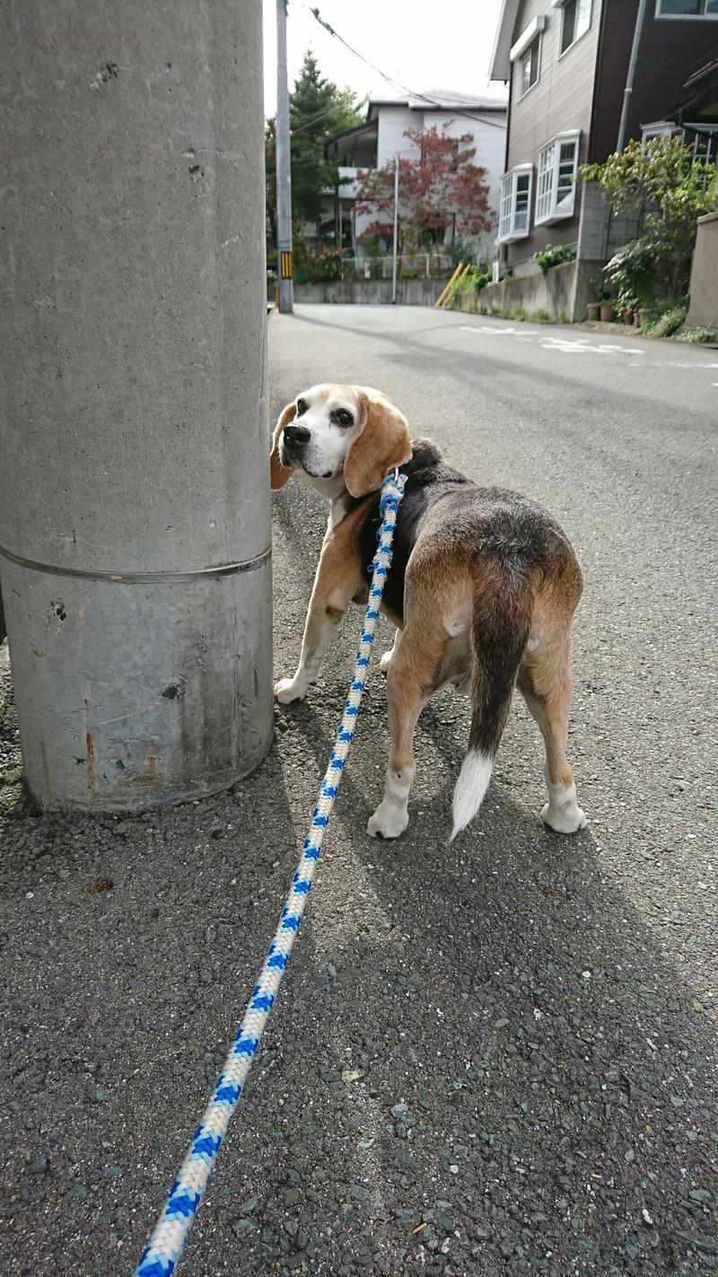 ビーグルのレオちゃん お泊まりの様子