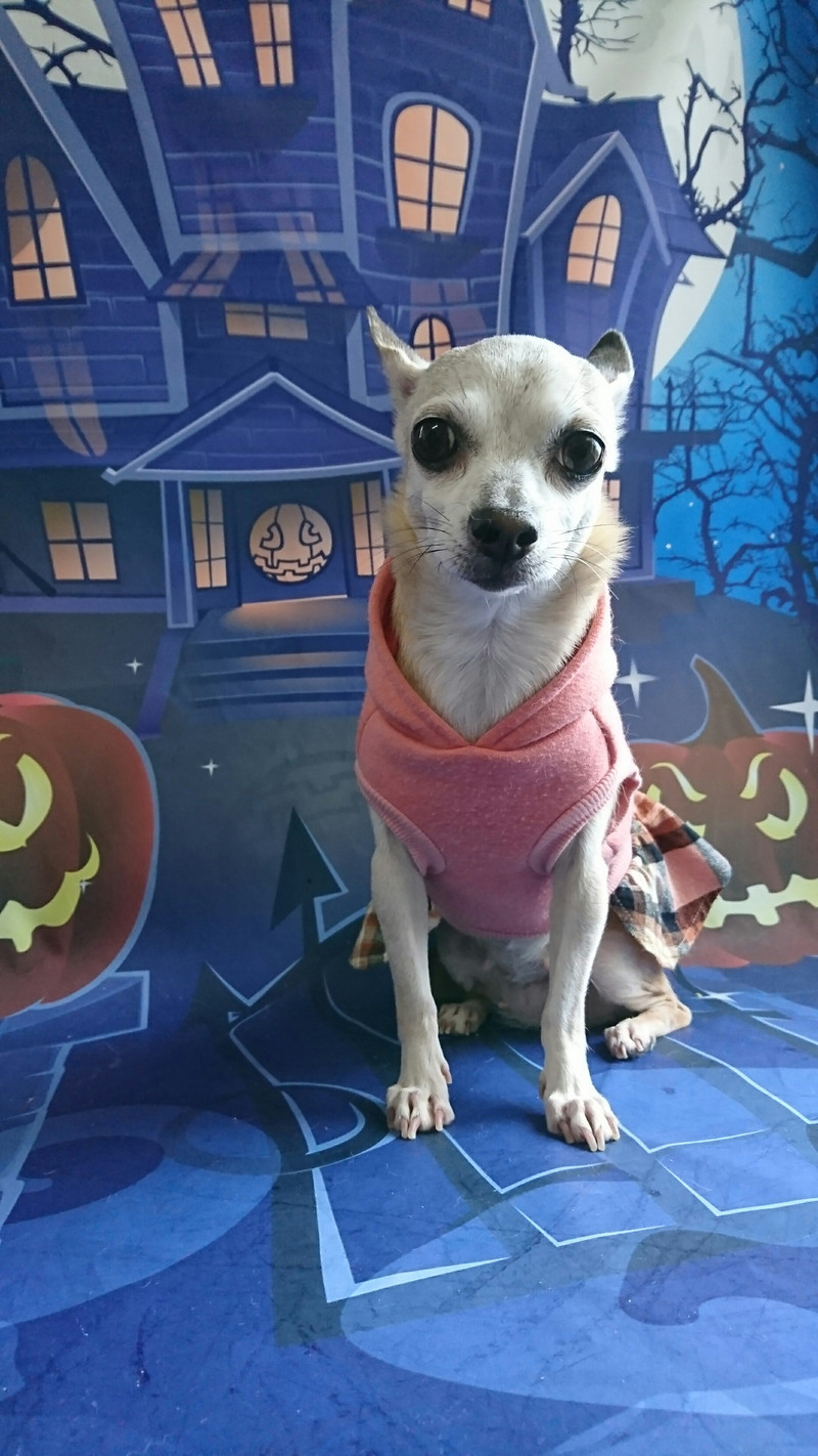 チワワのリノちゃん お爪切り