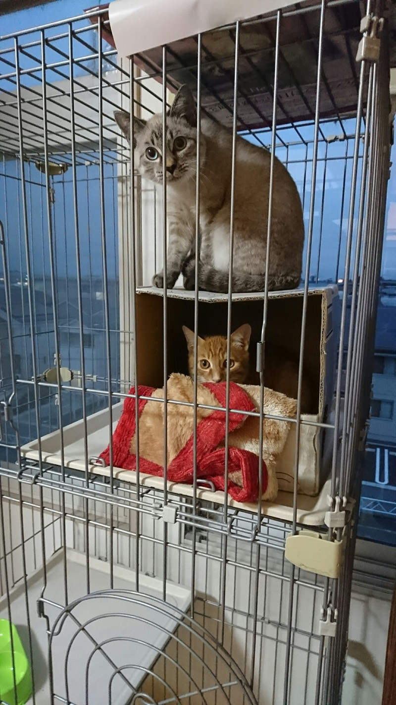 猫のメラちゃん&サンマちゃん お泊まりの様子